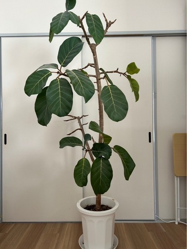 【希少】アフリカンプリンス（定価35000円）観葉植物