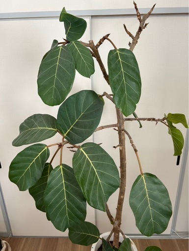 【希少】アフリカンプリンス（定価35000円）観葉植物