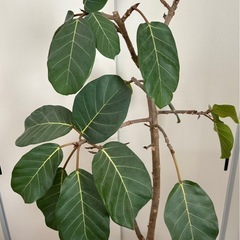 【希少】アフリカンプリンス（定価35000円）観葉植物