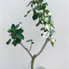 観葉植物　フィカス　ベンガレンシス