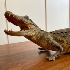 ワニ　剥製