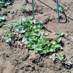 イチゴ自然栽培 菜園メンバー⅞ − 長野県