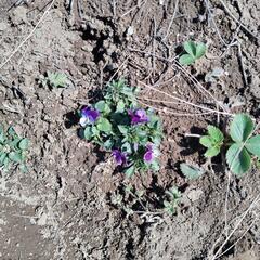 イチゴ自然栽培 菜園メンバー⅞ - 安曇野市