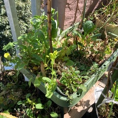 野菜プランター4/10まで