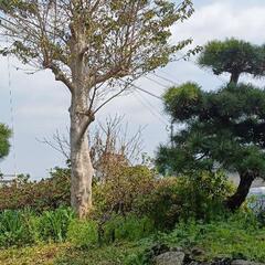 庭木　樹木　薪　松　つつじ　山茶花　他色々