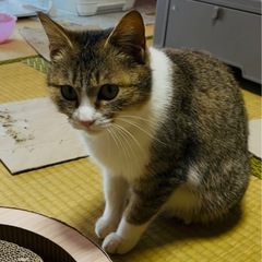 家出猫の情報と 捜索のアドバイスを