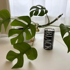 ヒメモンステラの画像