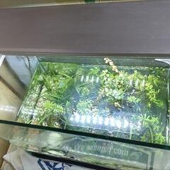 (値下げ)水槽(ライト・水草付き)の画像