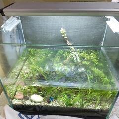 (値下げ)水槽(ライト・水草付き)の画像