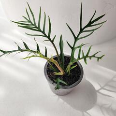 観葉植物フィロデンドロン　トータムの画像