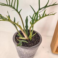観葉植物フィロデンドロン　トータムの画像