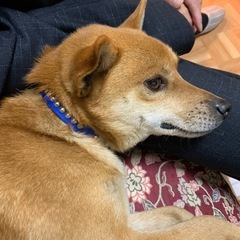 雑種犬