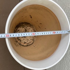 【取引完了】鉢植え　大1の画像