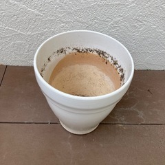 【取引完了】鉢植え　小1の画像