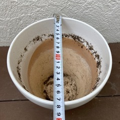 【取引完了】鉢植え　小1の画像