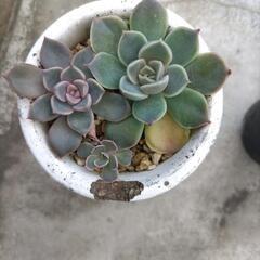 多肉植物　①の画像