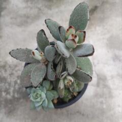 多肉植物　①の画像
