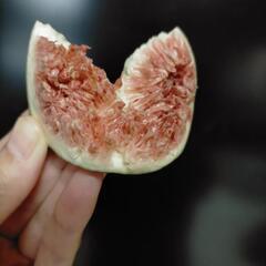 黒イチジク　品種不明　甘い美味しいイチジク　成長はゆっくりするタ...