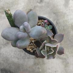 多肉植物　②の画像