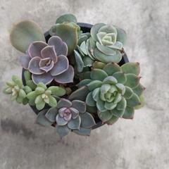 多肉植物　②の画像