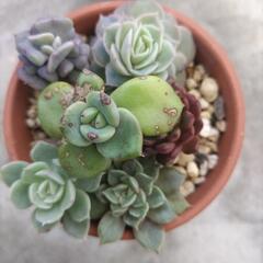 多肉植物　③の画像