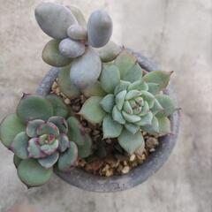 多肉植物　③の画像
