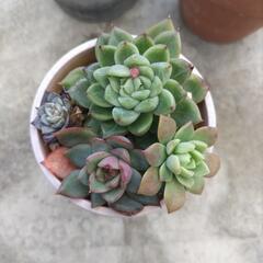 多肉植物　③の画像