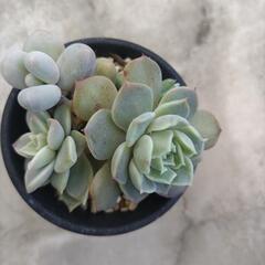 多肉植物　④の画像