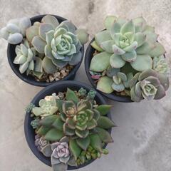 多肉植物　④
