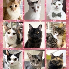 🌸🐈ねこまる🐱保護猫譲渡会🐈‍⬛🌸ファミーユ尾ノ上ホール - 熊本市