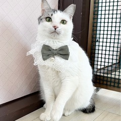 🌸🐈ねこまる🐱保護猫譲渡会🐈‍⬛🌸ファミーユ尾ノ上ホール − 熊本県