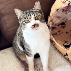 🌸🐈ねこまる🐱保護猫譲渡会🐈‍⬛🌸ファミーユ尾ノ上ホール - その他