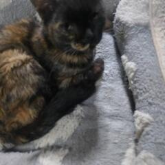 【相談中】サビ柄 子猫 4か月😄