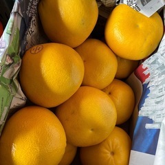 【残2玉】初出品メロゴールド入荷しました！✨