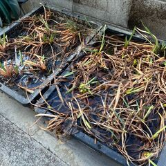 メダカ飼育に使用していたカキツバタ　駄鉢