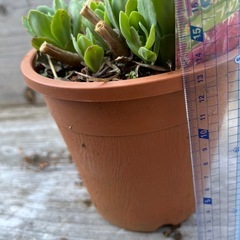 23.ベンケイソウ　園芸 花植物　ガーデニング　庭の画像