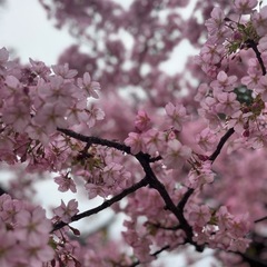 カメラ仲間募集📷