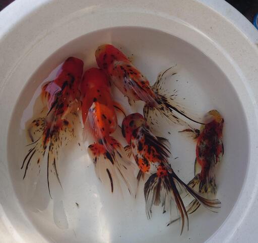 金魚 東錦 明け3歳 5匹  冬は常温冬眠させてますので、強い個体です。雌雄入ってますので仔引きも、徐々に水温上がれば出来ます。きんぎょ メダカ 水槽 水草 ビオトープ