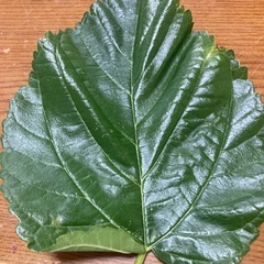 桑の生葉　　（マルベリー）リクガメなどの主食に