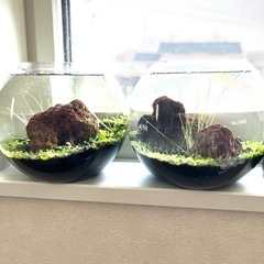 ボトルアクア　めだか貝類ヌマエビ類を飼育できる小型生物濾過水槽