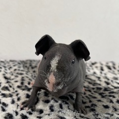 ★SALE★スキニーギニアピッグ　Dちゃん