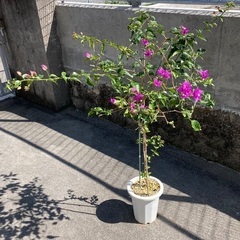 ブーゲンビリア■紫