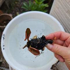 《お取引中》水生植物 温帯睡蓮『フレンミア』メダカ・ビオトープの季節になりました‼️の画像