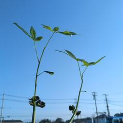 パキラ　実生株　2株セットの画像