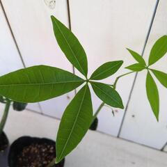 パキラ　実生株　2株セットの画像