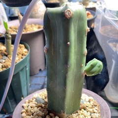 観葉植物