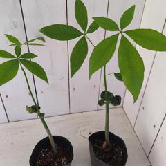 パキラ　実生株　2株セットの画像