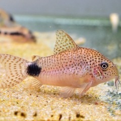 熱帯魚恵庭　期間限定‼️コリドラス　カウデイマキュラータス1匹800円