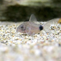 熱帯魚恵庭　期間限定特価‼️コリドラス　カウデイマキュラータス1匹800円　4匹→3000円の画像