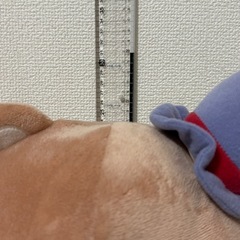 すみっコぐらし　1番くじ　ぬいぐるみの画像